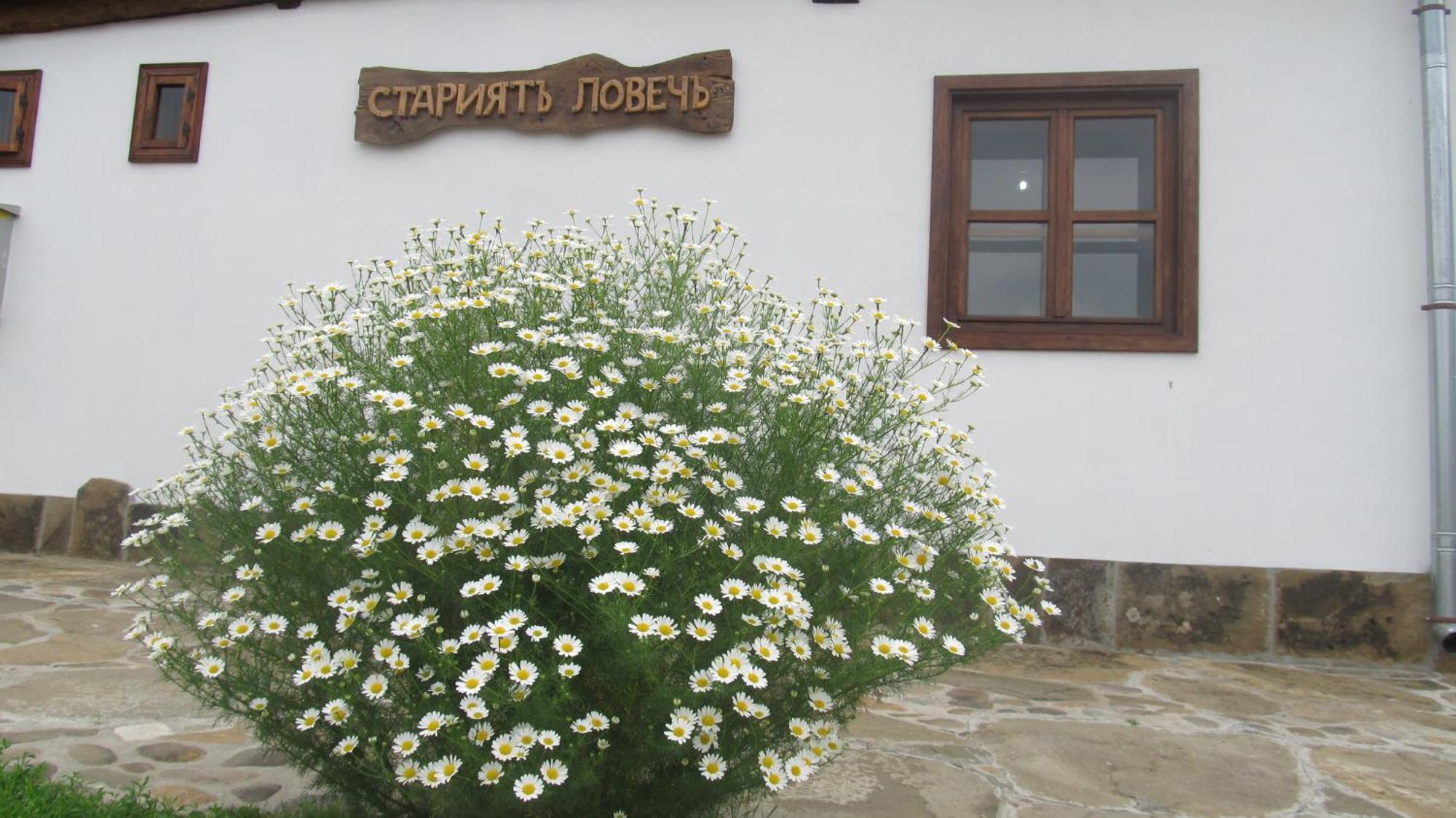 Guest House The Old Lovech Exterior photo